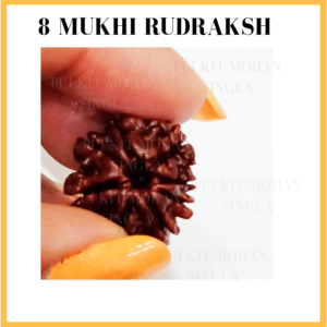 https://www.pulkitmohansingla.com/wp-content/uploads/2020/05/8-Mukhi-Rudraksh-300x300.png